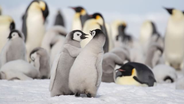 Penguins of the Palmer Archipelago